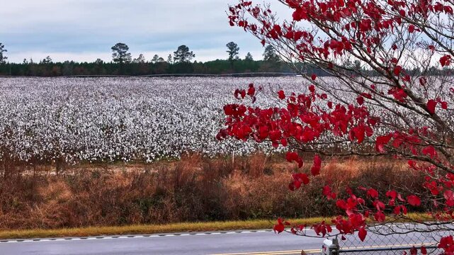 Drone fly-over of a large cotton field in Columbia, South Carolina during the fall season.