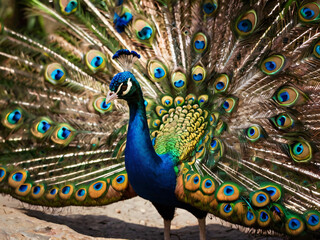 Obraz premium peacock with feathers out