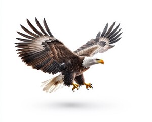 Obraz premium Majestic Bald Eagle in Flight Against White Background