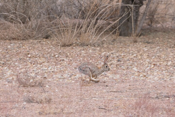 Desert cottontail bunny rabbit running on the ground