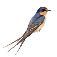 Barn Swallow, slender bird with long tail, blue upperparts, and a forked tail. isolated on transparency background