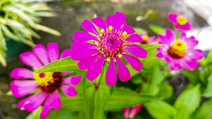 Obraz premium Zinnia is a genus of plants of the sunflower tribe within the daisy family. Members of the genus are notable for their solitary long-stemmed flowers that come in a variety of bright colors.