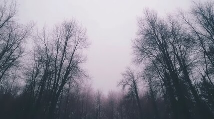 Fototapeta premium Foggy Winter Forest Landscape Under a Pale Sky
