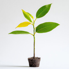 one mango Saplings on white background.