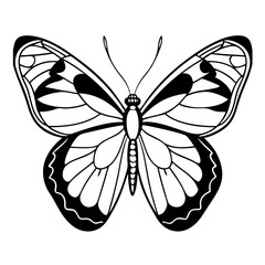 Clouded sulphur butterfly line art  isolated on White background