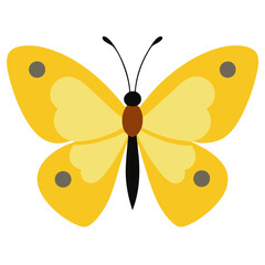 Clouded sulphur butterfly isolated on White background