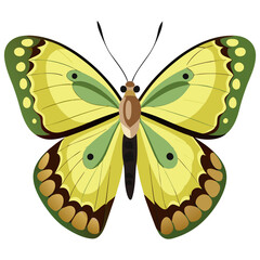 Clouded sulphur butterfly isolated on White background