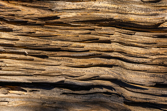 Close-Up of Weathered Juniper Tree Bark – Natural Wood Texture and Organic Lines for use as Background ot Texture - Powered by Adobe