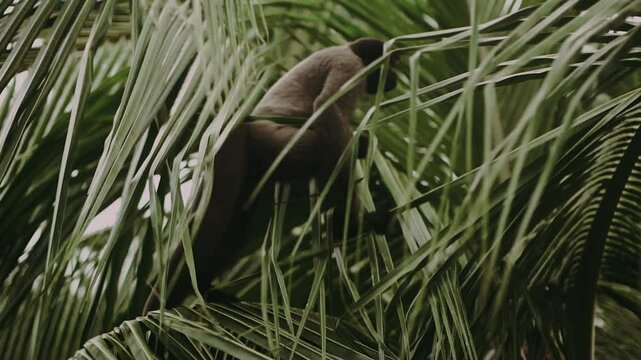 amazon monkey