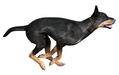 Doberman dog running fast with front and rear legs crossed. 3d rendering on transparent background,...