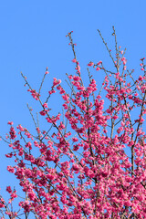 Vibrant pink Taiwan cherry blossoms burst forth against a clear blue sky.  The delicate flowers...