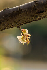 Sunlit prunus mume blossoms, delicate and white, bloom on a slender branch. A bee approaches the flowers, drawn to their nectar.  The background is a soft, blurred blend of light and shadow.
