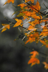 Sweet Gum. 
Brilliant orange sweet gum leaves, some with distinctive star shapes, cling to thin branches.  The blurred background highlights the vibrant autumn foliage.