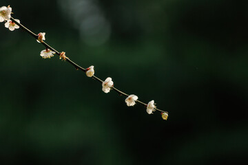 Delicate white prunus mume blossoms cling to bare branches, creating a stark contrast against a dark, blurred background. The tiny flowers evoke a sense of fragile beauty and new beginnings.