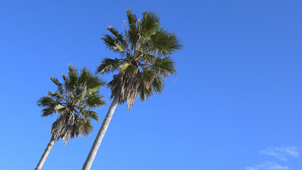 青空とヤシの木