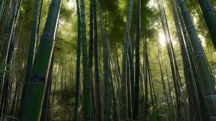 Lush bamboo forest with sunlight filtering through the tall, green stalks