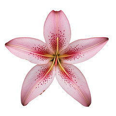 pink lily isolated on white background