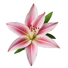 pink lily isolated on white background