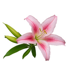 pink lily isolated on white background