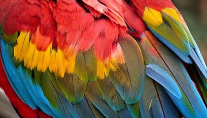Obraz premium macaw