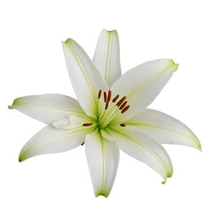 white lily isolated on white
