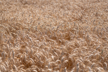 Agriculture wheat field. Field on an agriculture farm. Farming. Crop field. Seed ripe nature background. Golden crop and ear of wheat. Farmland with field of rye in summer. Harvest festival