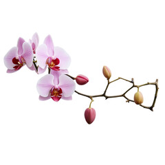 orchid isolated on white