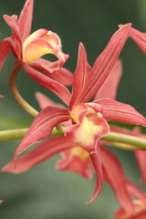 Orquídeas de Costa Rica