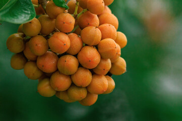 Clusters of orange-yellow tobira pittosporum fruit ripen, clustered tightly against  blurred green leaves. The smooth, rounded fruits create a vibrant focal point, showcasing the plant's reproductive.