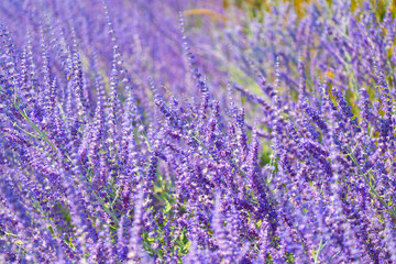 Purple lavender. Lavender flower in summer. France Provence field. Purple lavender bloom in nature. Composition of nature. Summer blooming flower. Blooming flower field. Field of lavender