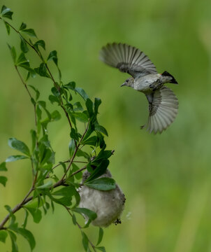 A hummingbird (collibri) flying
near the flowering plant