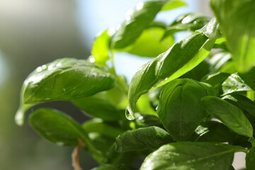 Fresh basil plant, closeup view