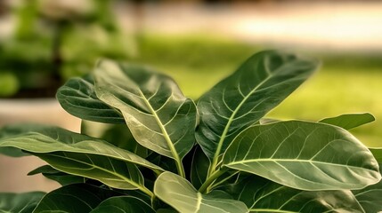 Obraz premium Lush Green Fiddle Leaf Fig Plant Closeup Nature Background