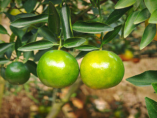 fresh orange in the garden