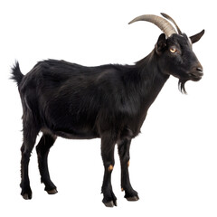 Fototapeta premium a black goat stands alone create a picture in white background