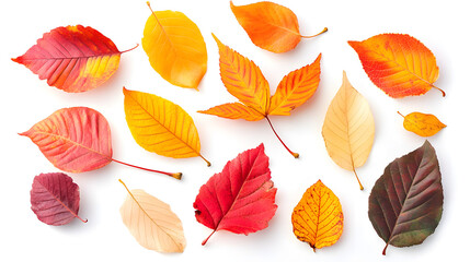 Obraz premium autumn leaves background