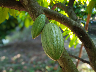 green cocoa fruit on tree