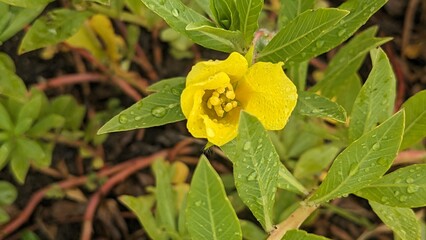 Close up of a bright green wetland plant with small yellow wildflowers, most likely the native Water Primrose (Ludwigia hexapetala). 