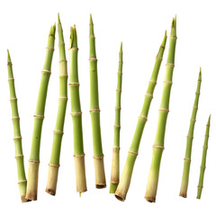 Obraz premium Fresh Bamboo Shoots – Perfect for Asian Cuisine and Sustainable Decor