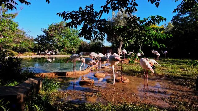 Greater Flamingos (Phoenicopterus roseus) in Attica Zoological Park, Spata Greece. Static Shot