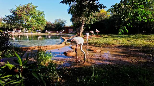 Beautiful Greater Flamingos On The Pond In Attica Zoological Park, Spata Greece. Slow Motion Shot