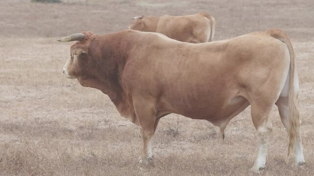 STALLION BULL OF RETINTA RACE REMAINS STOP