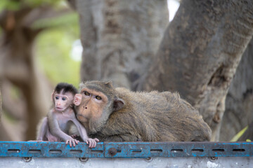 Baby Monkey with Family in a Natural Habitat