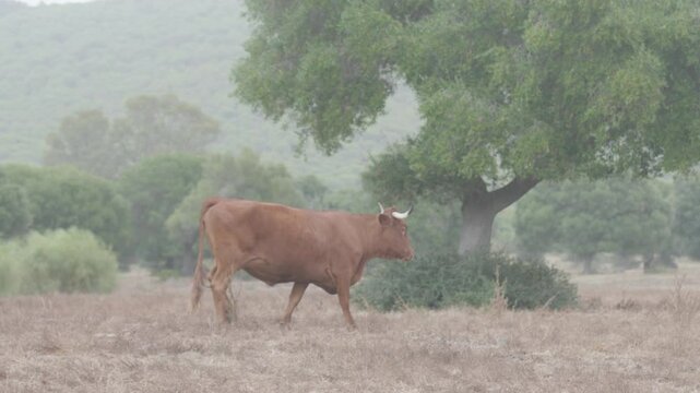 RETINTA BREED COW WALKS THROUGH THE DEHESA DE CADIZ ON A CLOUDY DAY