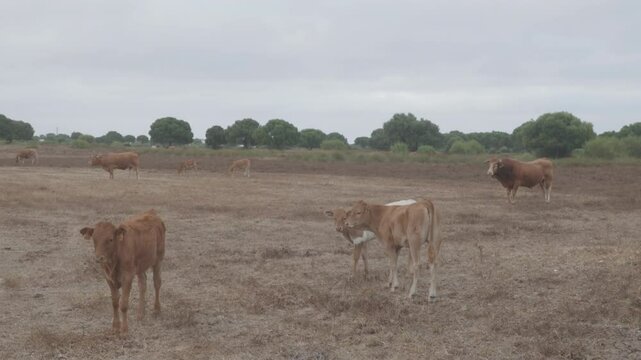 GROUP OF RETINTA BREED COWS IN LA DEHESA