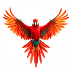 Obraz premium red and yellow macaw
