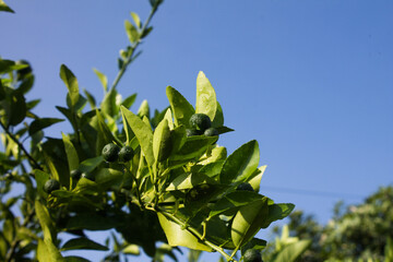 Close-up of a Lime Tree Branch