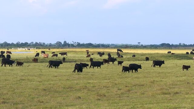 Milk cows grazing on green farm pasture. Production of organic dairy products. Feeding of cattle on farmland grassland