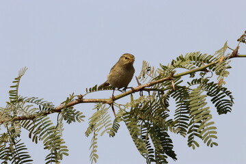 Bird on tree