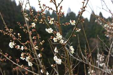 White plum blossom in winter scenery
